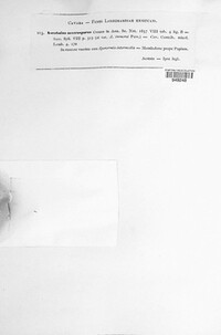 Ascobolus macrosporus image